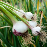 How to plant and grow garlic
