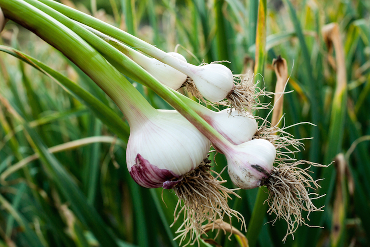home grown garlic