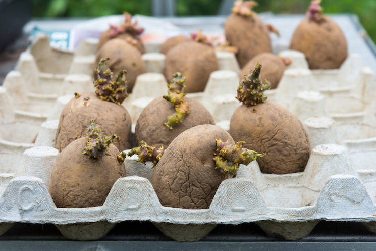 chitting potatoes in egg tray