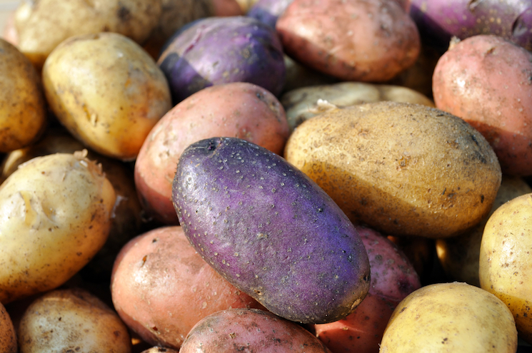 Different varieties of potato