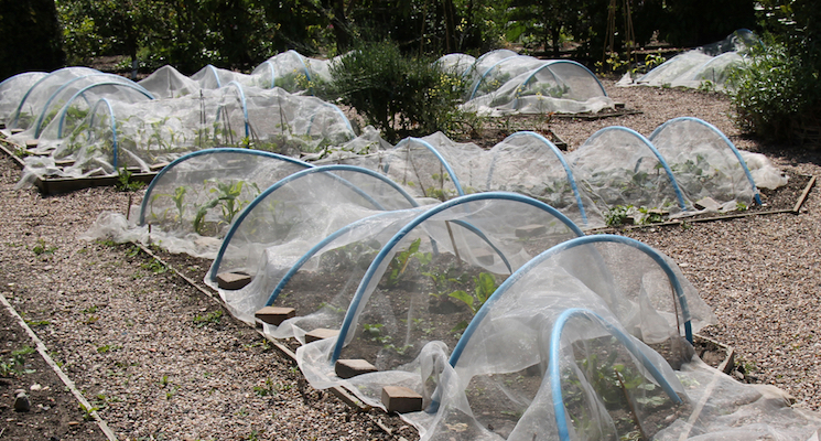 potato plants growing under horticultural fleece