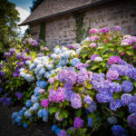 How to grow hydrangeas