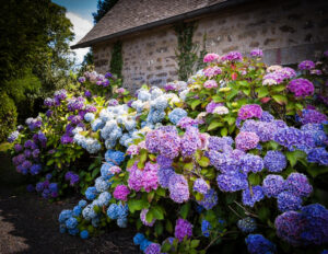How to grow hydrangeas