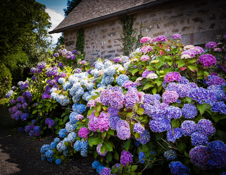 blooming hydrangeas