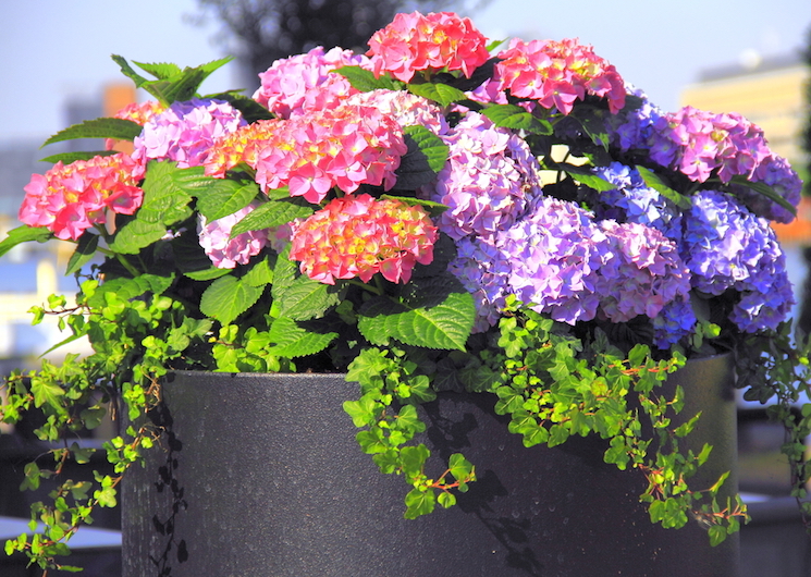 growing hydrangea in pots