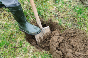 digging a hole for a rose bush