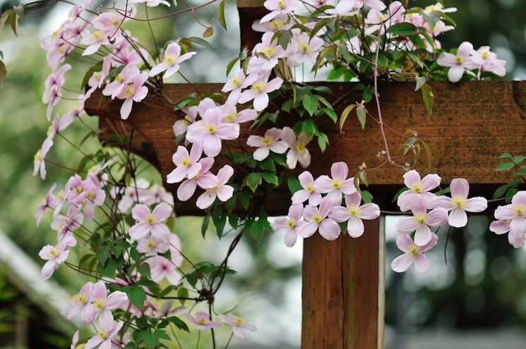 clematis montana