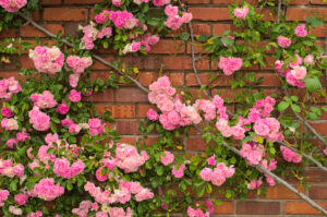 climbing rose plant trained against a wall