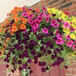How to plant hanging baskets