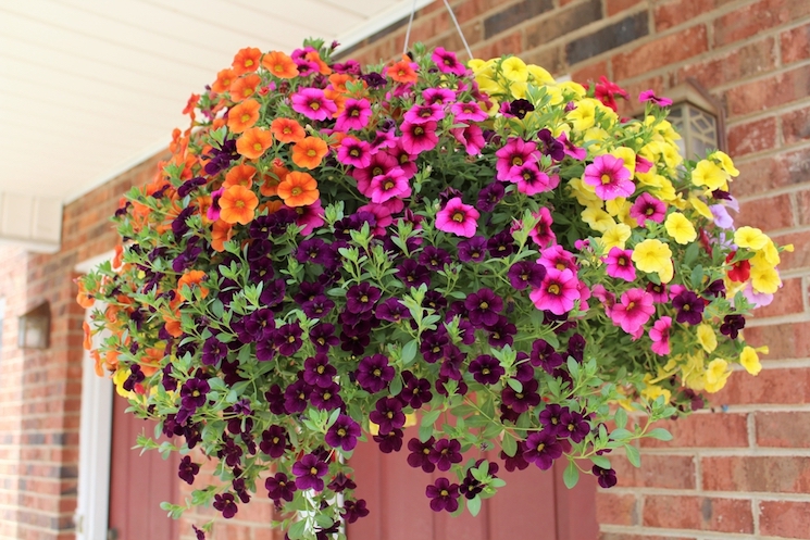hanging basket in bloom
