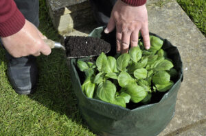 growing potatoes in container