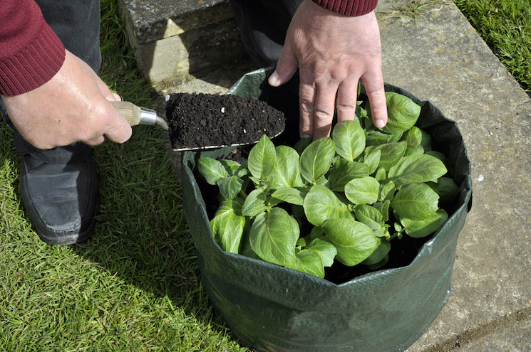 growing potatoes in container