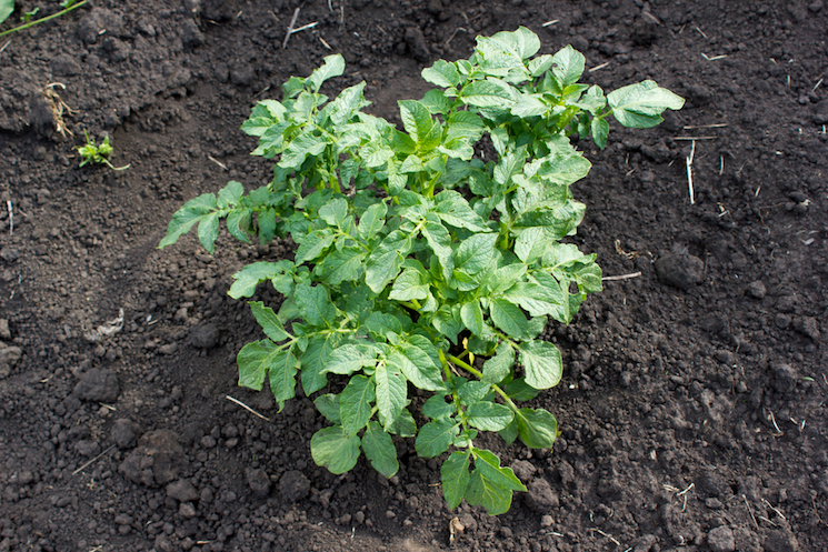 potato plant