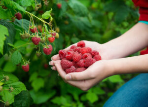handful of freshly picked raspberries