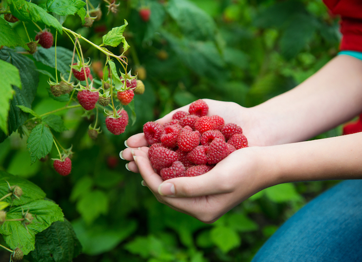 handful of freshly picked raspberries