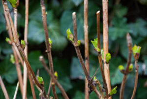 pruned hydrangea