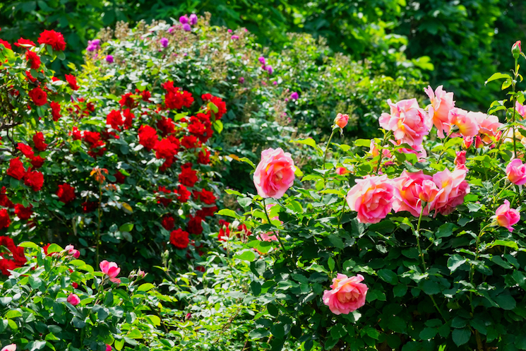 roses kept well-pruned