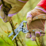How to prune roses
