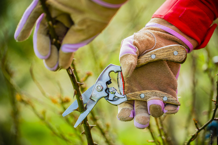 pruning a rose bush