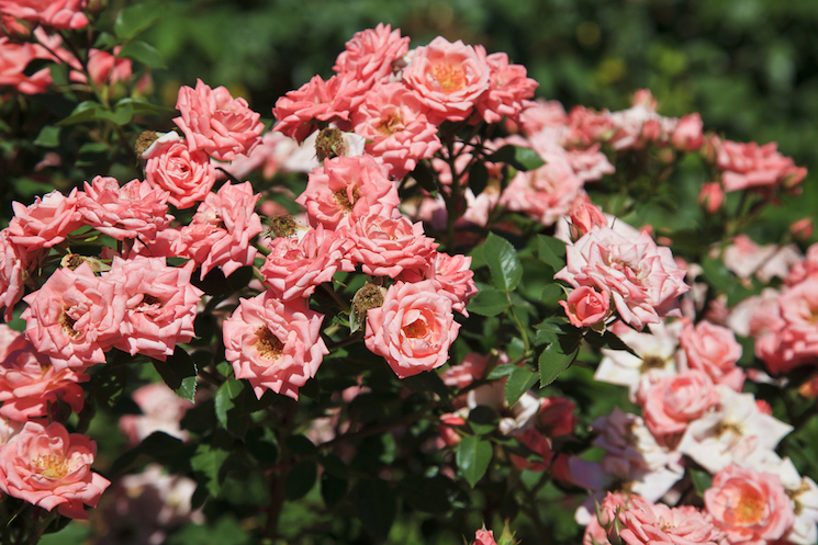 hybrid tea rose