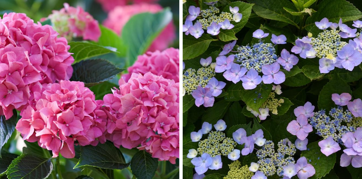 hydrangea macrophylla