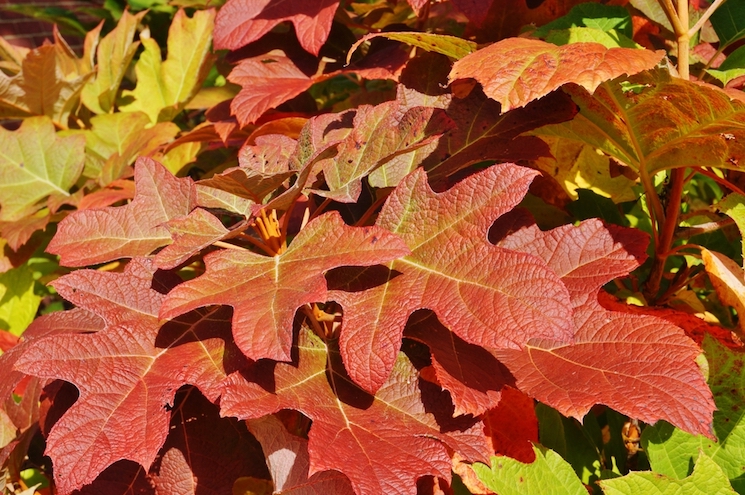 hydrangea quercifolia