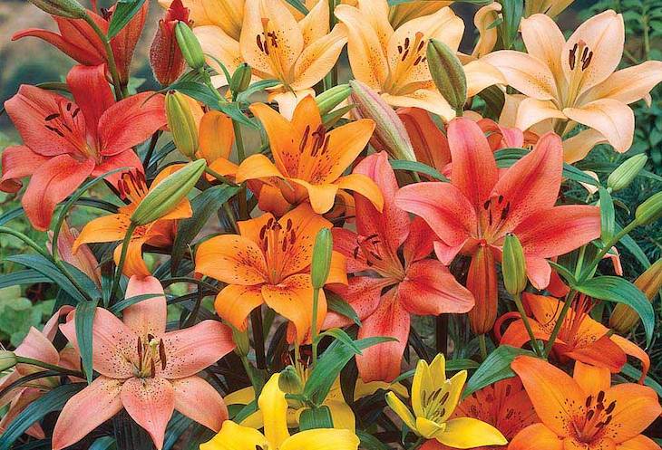 lilies in various colours