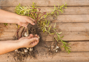 dividing lily bulbs