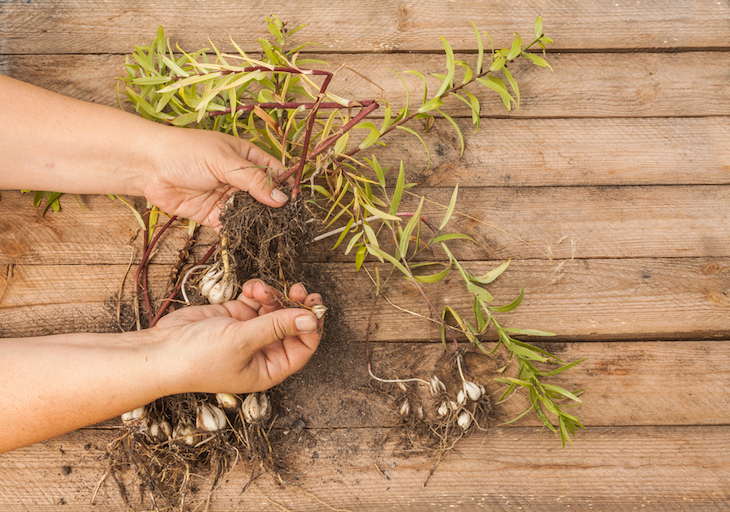 dividing lily bulbs