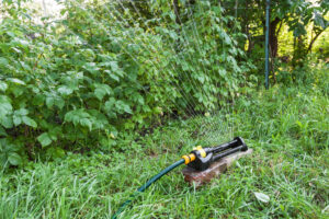 watering raspberry plants