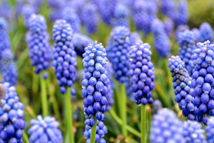 middle dwelling grape hyacinths