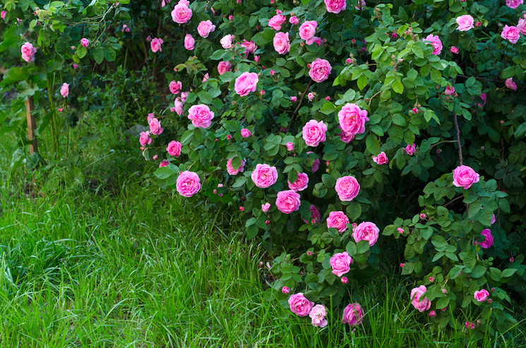 miniature roses
