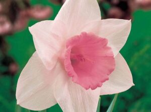 daffodil pink pride