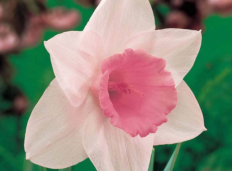 daffodil pink pride
