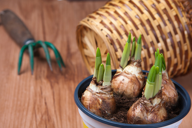 bulbs planted in pot