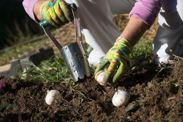hand bulb planter