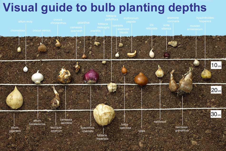 visual guide to bulb planting depths