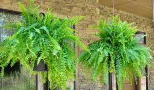 ferns in hanging basket