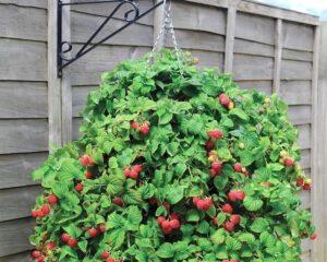 Raspberry 'Ruby Beauty'