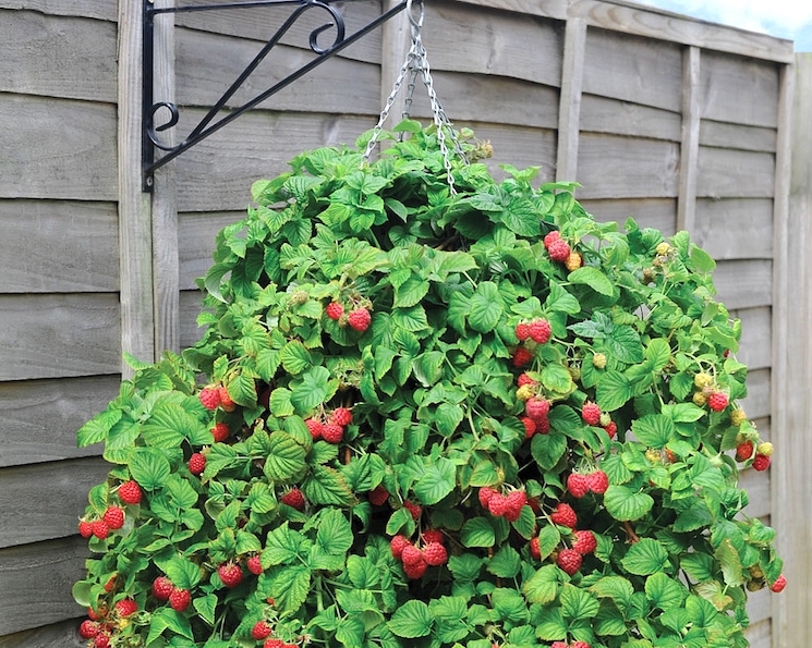 Raspberry 'Ruby Beauty'