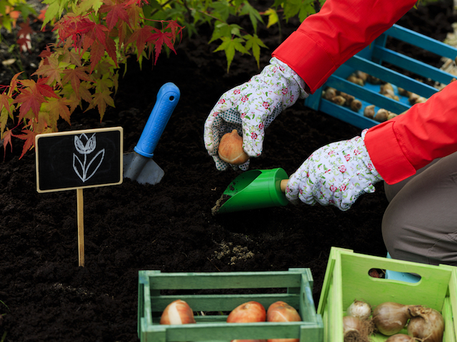 planting crocus bulbs