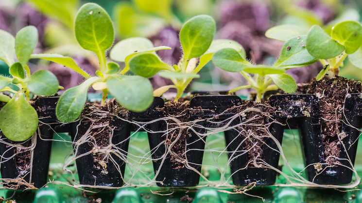 tray of plug plants showing root system