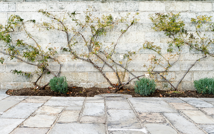 climbing roses trained on a wall