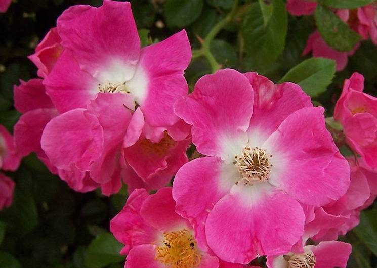 Rambling rose 'American Pillar'