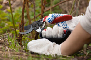 pruning raspberries