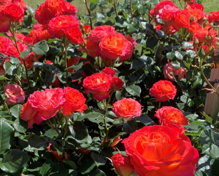 rose volcano