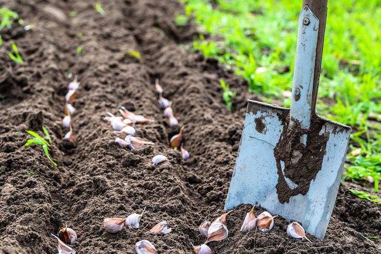 shovel in soil planting garlic
