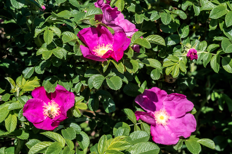 shrub rose