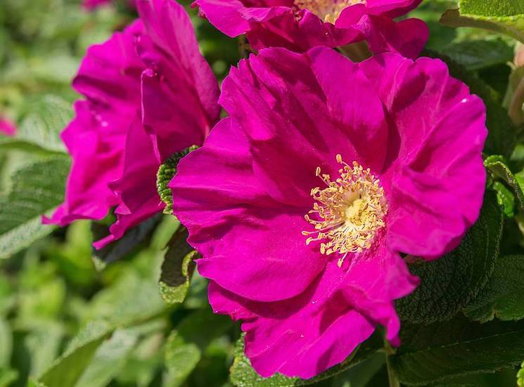 shrub rose rugosa 'Rubra'