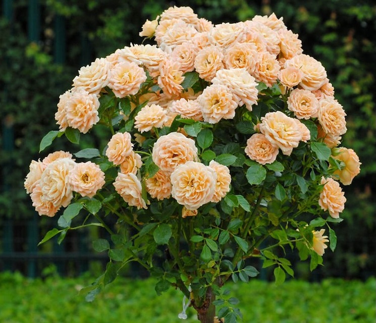 standard rose